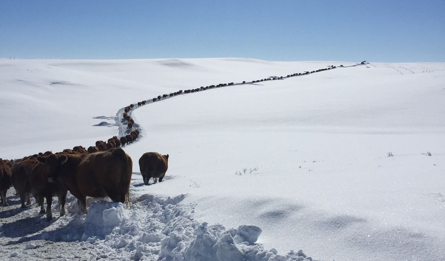 Red angus herd walking up snow trail