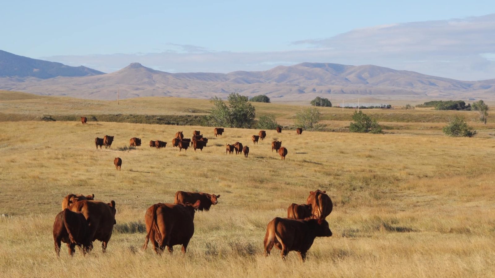 Red angus in a Montana landscape